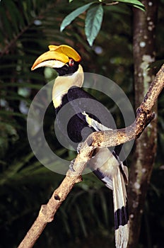Great hornbill, Sarawak