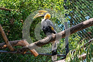 Great Hornbill seats on tree trunk behind the fence