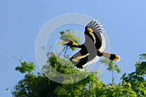 Great Hornbill on the sky