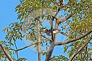 Great hornbill on the tree