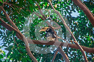 Great Hornbill on tree in Khao Yai National Park.Thailand