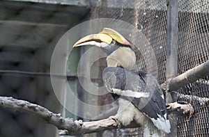 Great Hornbill in Zoo in West Bengal India