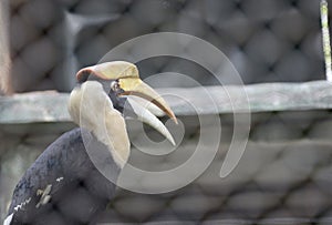 Great Hornbill in Zoo in West Bengal India
