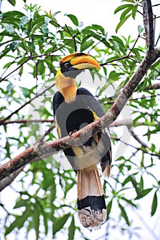 Great hornbilll
