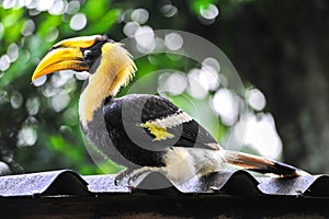 Great hornbilll