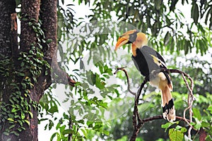 Great hornbilll