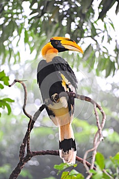Great hornbilll