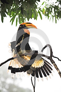 Great hornbilll