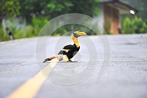 Great hornbilll