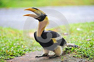 Great hornbilll