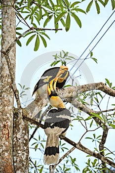 Great hornbilll