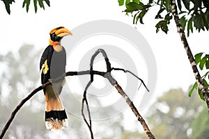 Great hornbilll