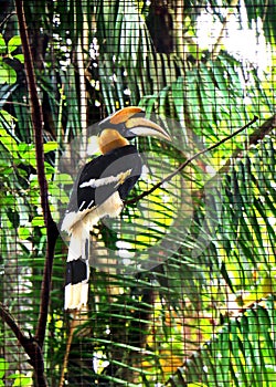 The Great hornbills Bucerotidae bird.