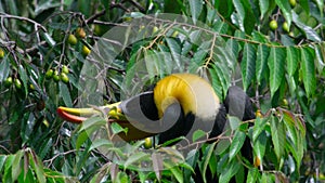 great hornbills eat great quantities of fig