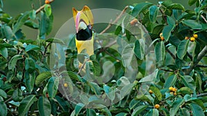great hornbills eat great quantities of fig