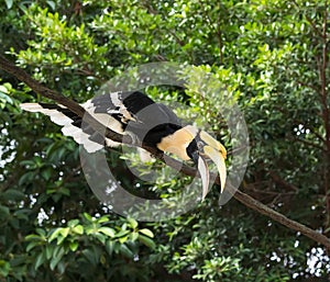 Great hornbills in rainforest