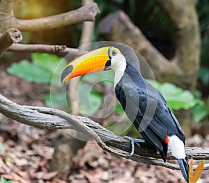 Great hornbills in rainforest photo