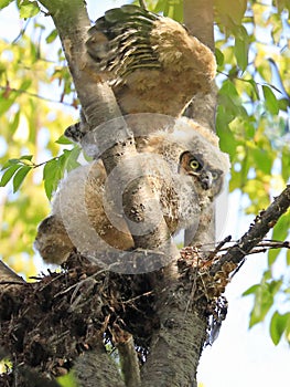 Great Horne Owl baby sitting into the tree nest and practicing flying