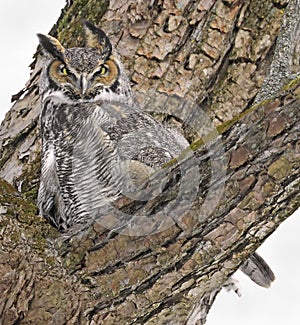 Great Horne Owl sitting on a branch tree into the forest, Quebec