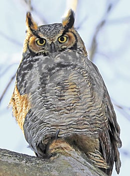 Great Horne Owl sitting on a branch tree into the forest, Quebec