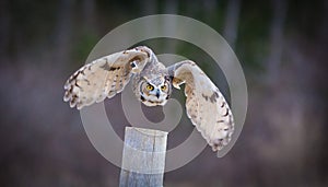 Great Horned Owl