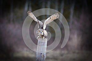 Great Horned Owl