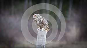 Great Horned Owl