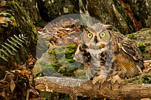 Great Horned Owl