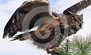 Great Horned Owl photo