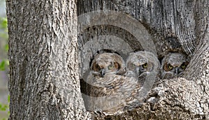 Great Horned Owl