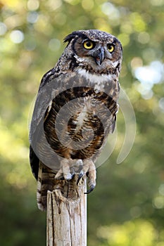 Great Horned Owl