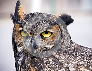 Great Horned Owl photo