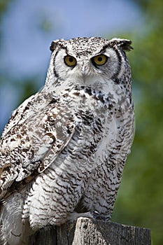 Great Horned Owl