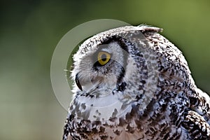 Great horned owl