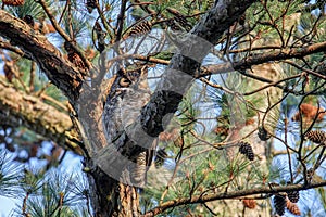 Great horned owl