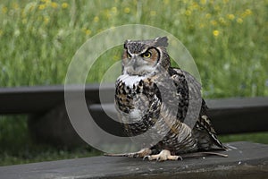 Great horned owl