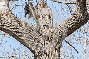 Great horned owl