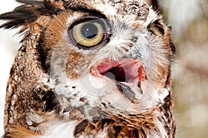 Great horned owl