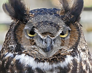 Great horned owl