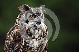 Great Horned Owl