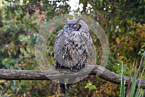 Great Horned Owl