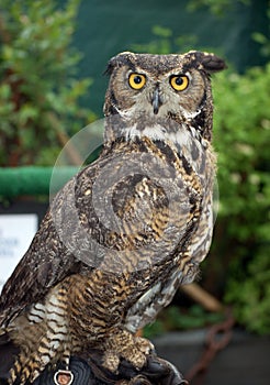 Great Horned Owl