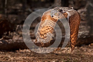 Great Horned Owl