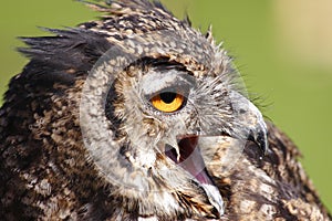 Great Horned Owl