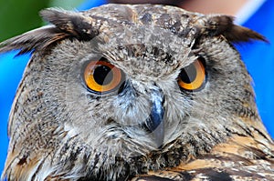 Great Horned Owl