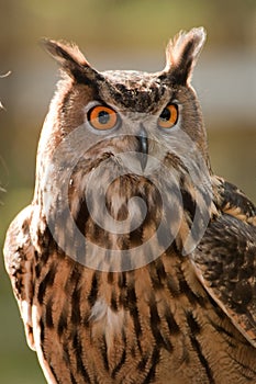 Great Horned Owl