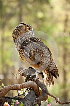 Great Horned Owl