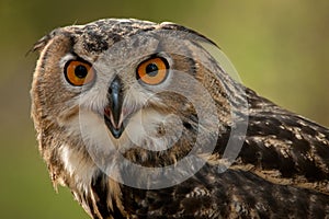 Great Horned Owl