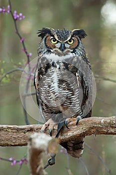 Great Horned Owl