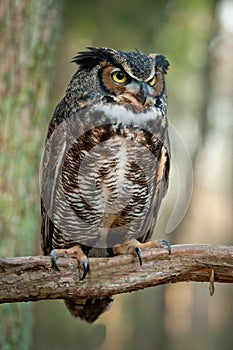 Great Horned Owl